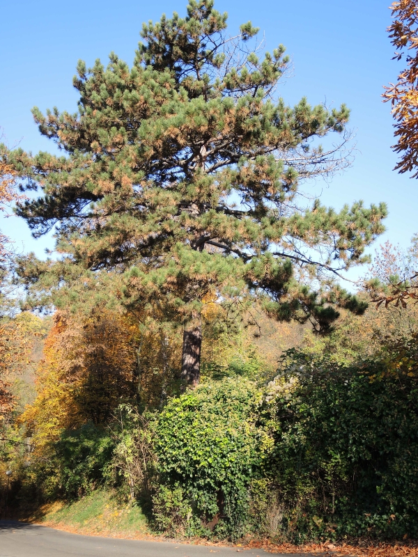 koewi_Drachenfels_214.jpg